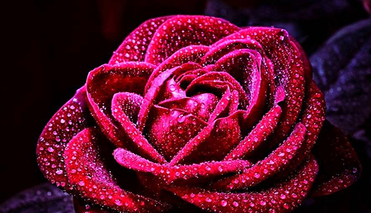 Close up of a deep red rose for Brampton Women's Clinic health and wellness blog articles.